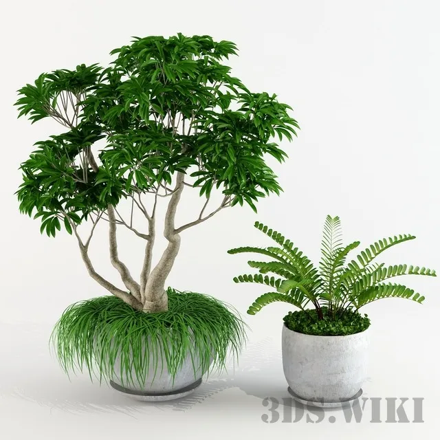 decoration - Ornamental tree Plumeria Frangipani 3D Model