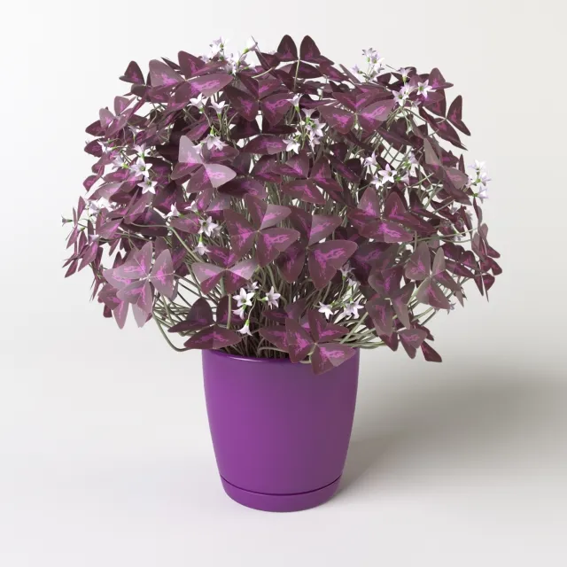 decoration - Oxalis 3 in 1 3D Model