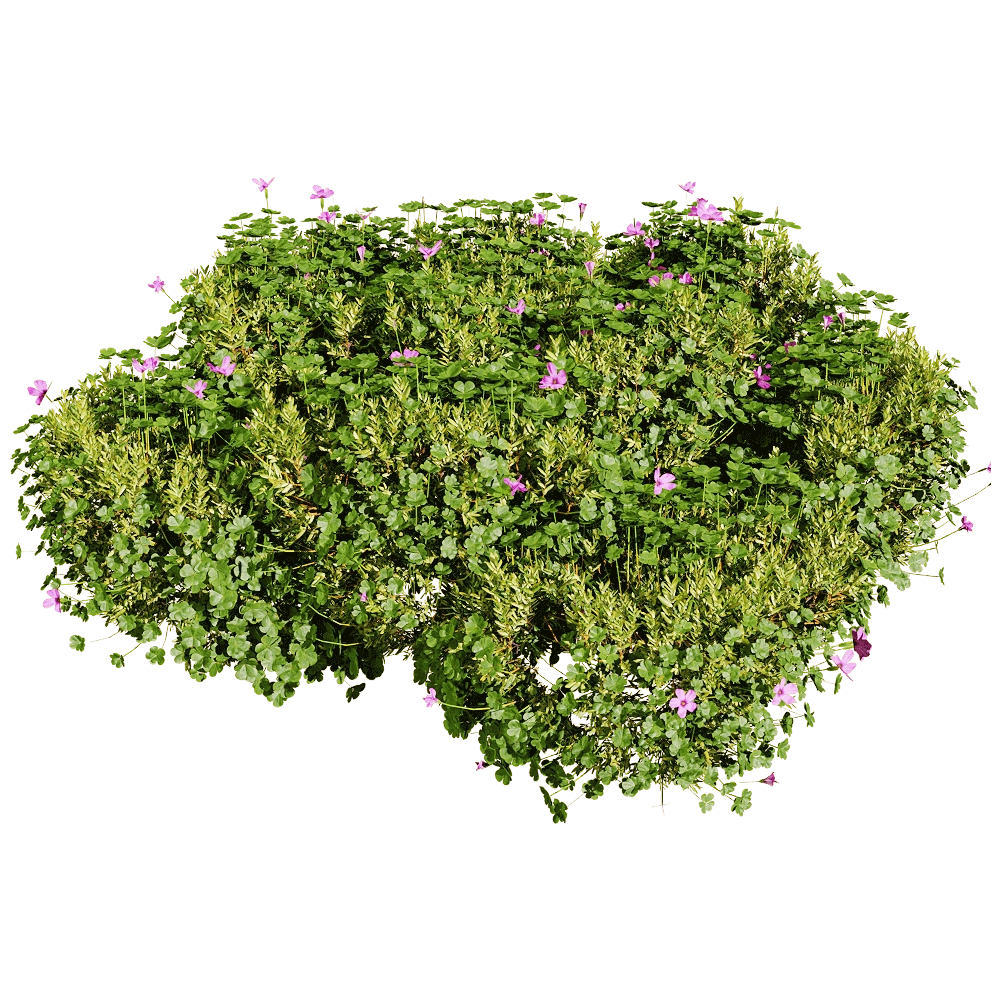 decoration - Oxalis corymbosa 3 3D Model