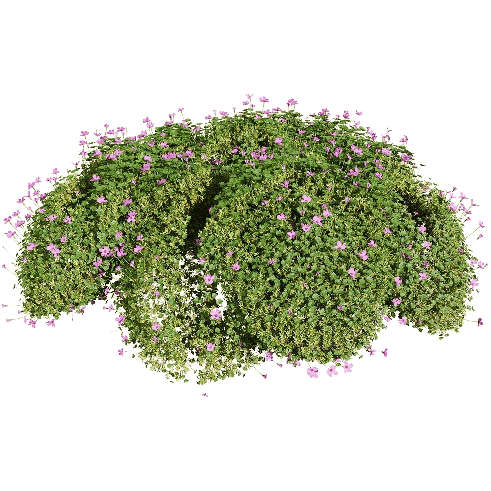 decoration - Oxalis corymbosa 5 3D Model