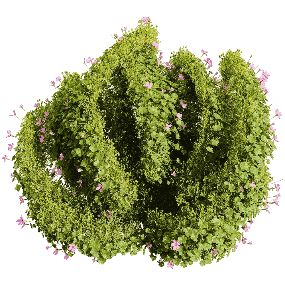 decoration - Oxalis corymbosa 6 3D Model