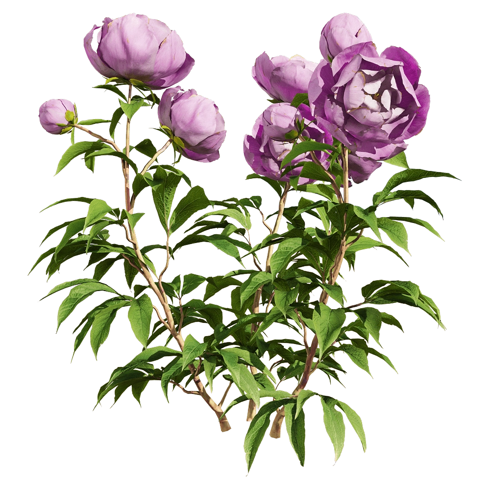 decoration - Paeonia lactiflora 2 3D Model