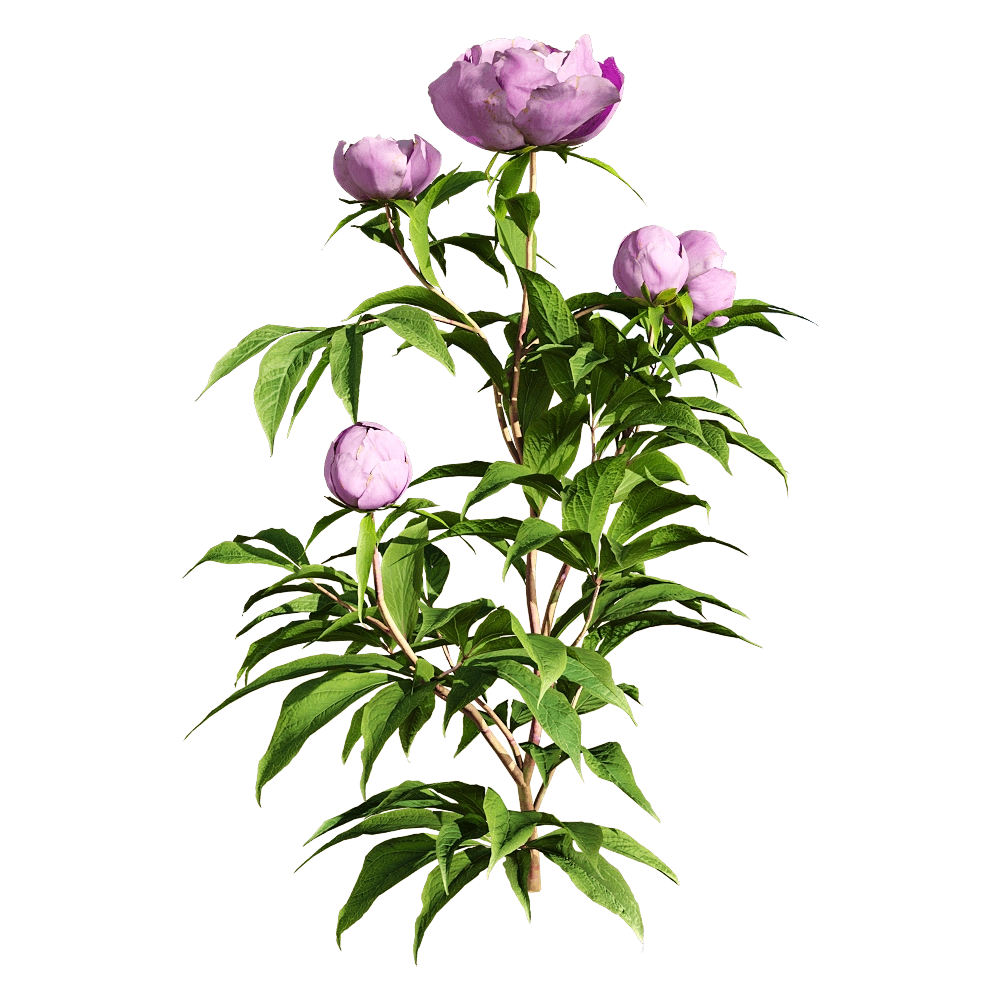 decoration - Paeonia lactiflorai 1 3D Model