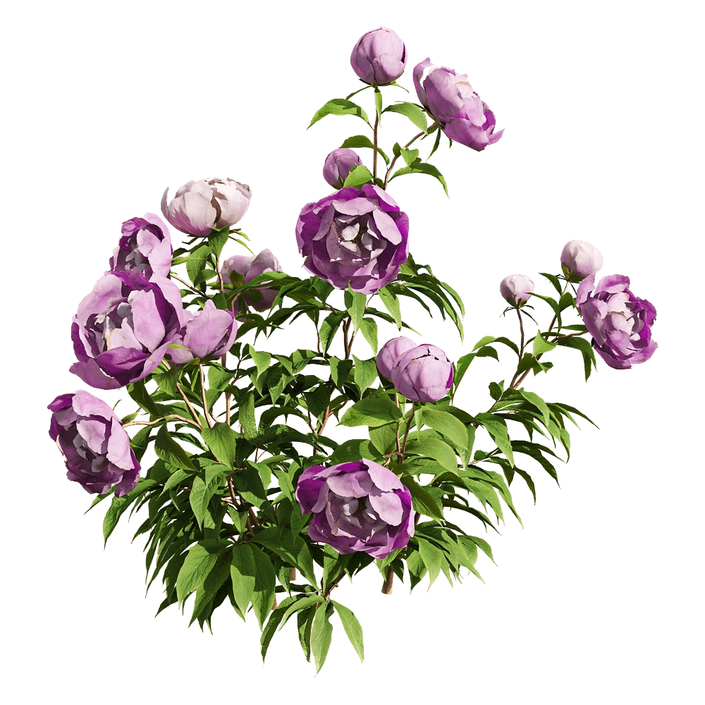 decoration - Paeonia lactiflorai 3 3D Model