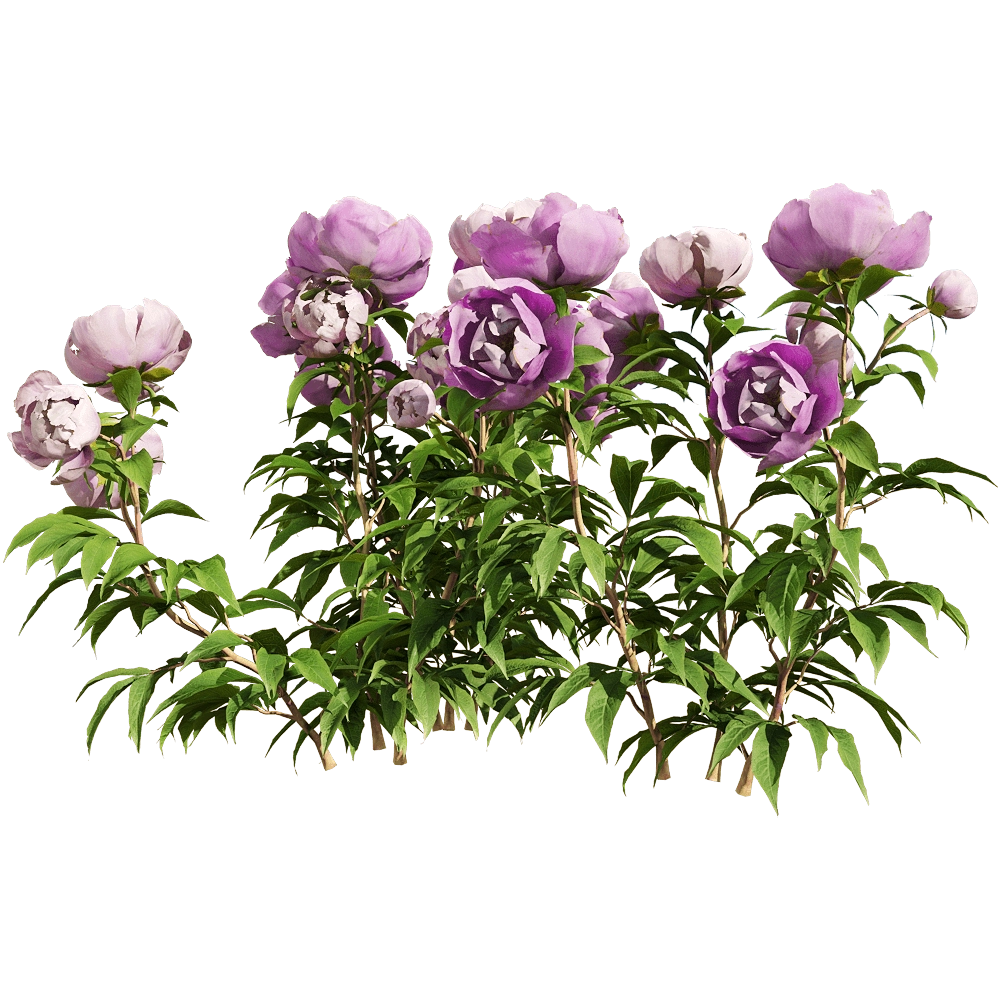 decoration - Paeonia lactiflorai 4 3D Model