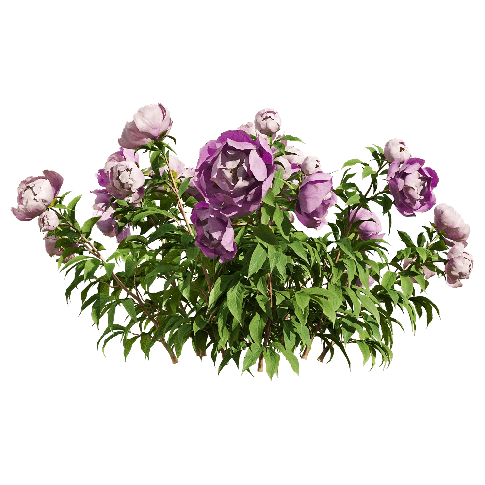 decoration - Paeonia lactiflorai 5 3D Model