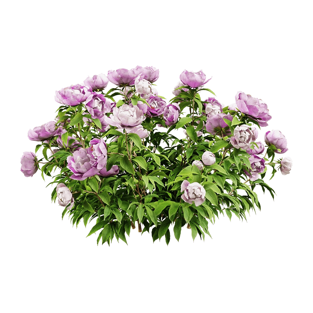 decoration - Paeonia lactiflorai 6 3D Model