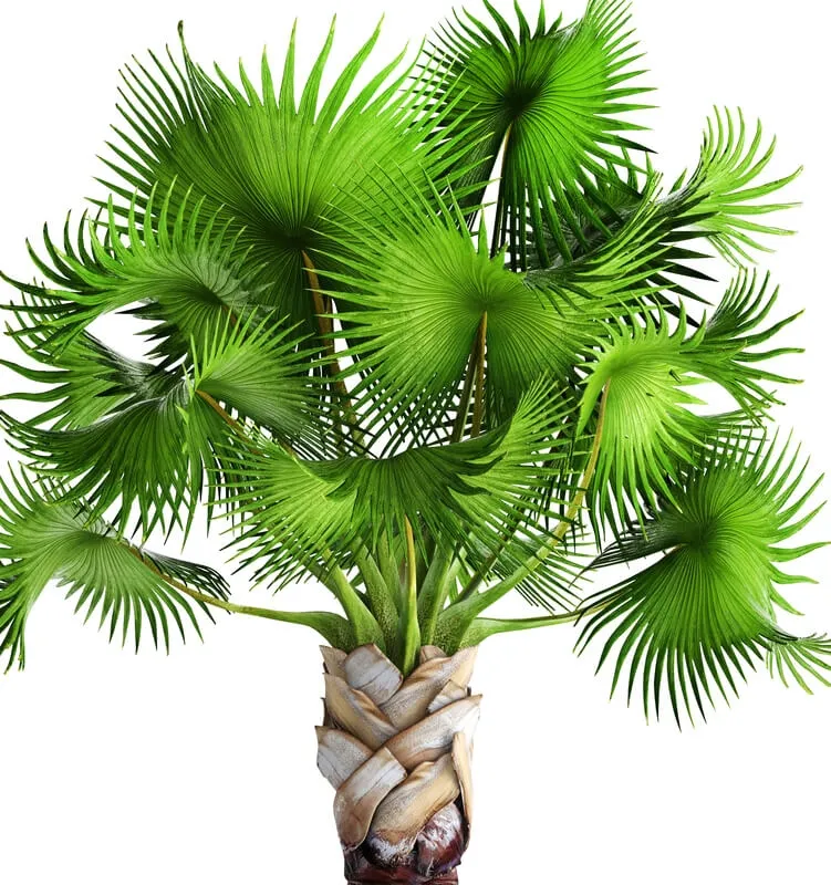 decoration - Palm 05 3D Model