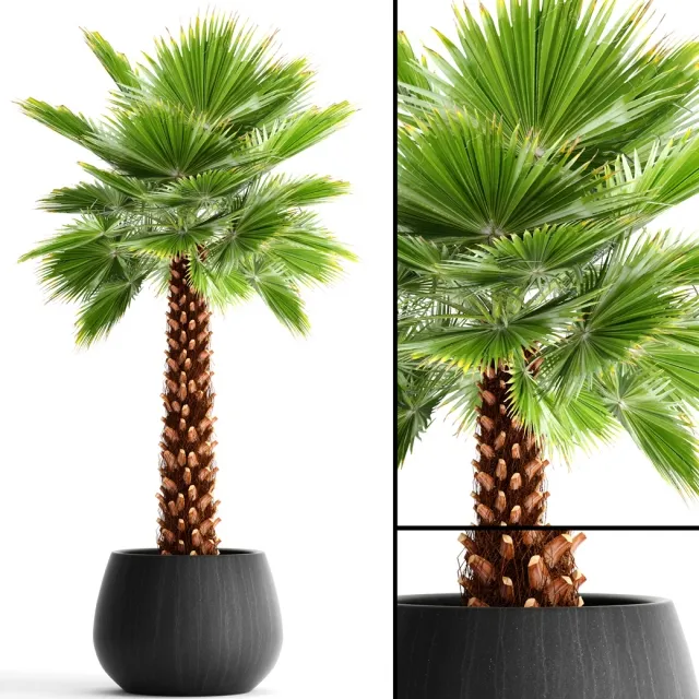 decoration - Palm 3D Model