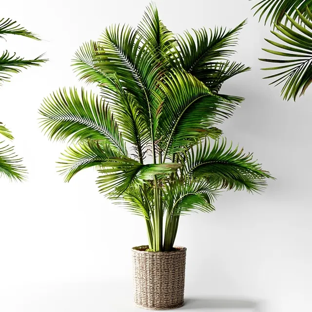 decoration - Palm areca 3D Model