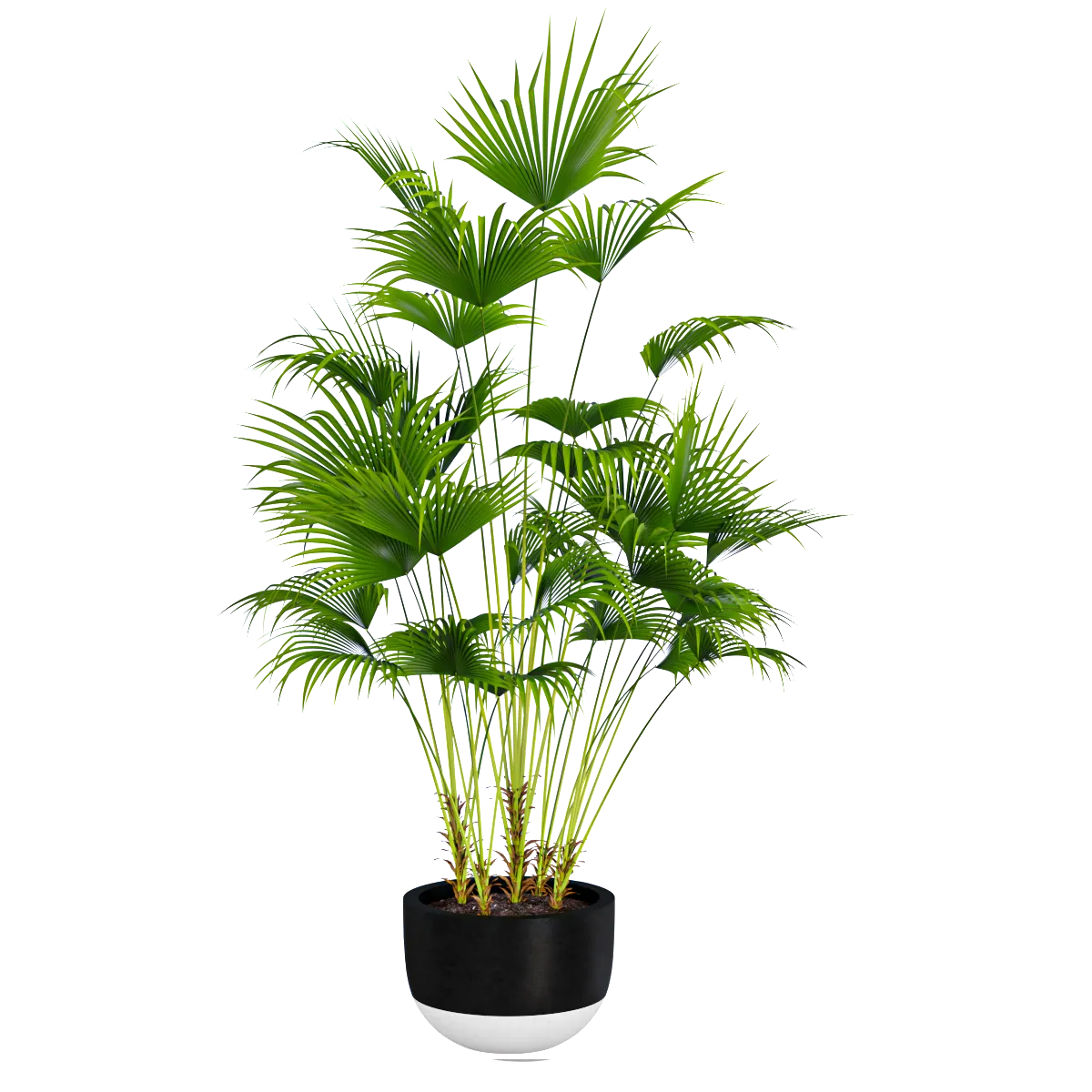 decoration - Palm plant 3D Model