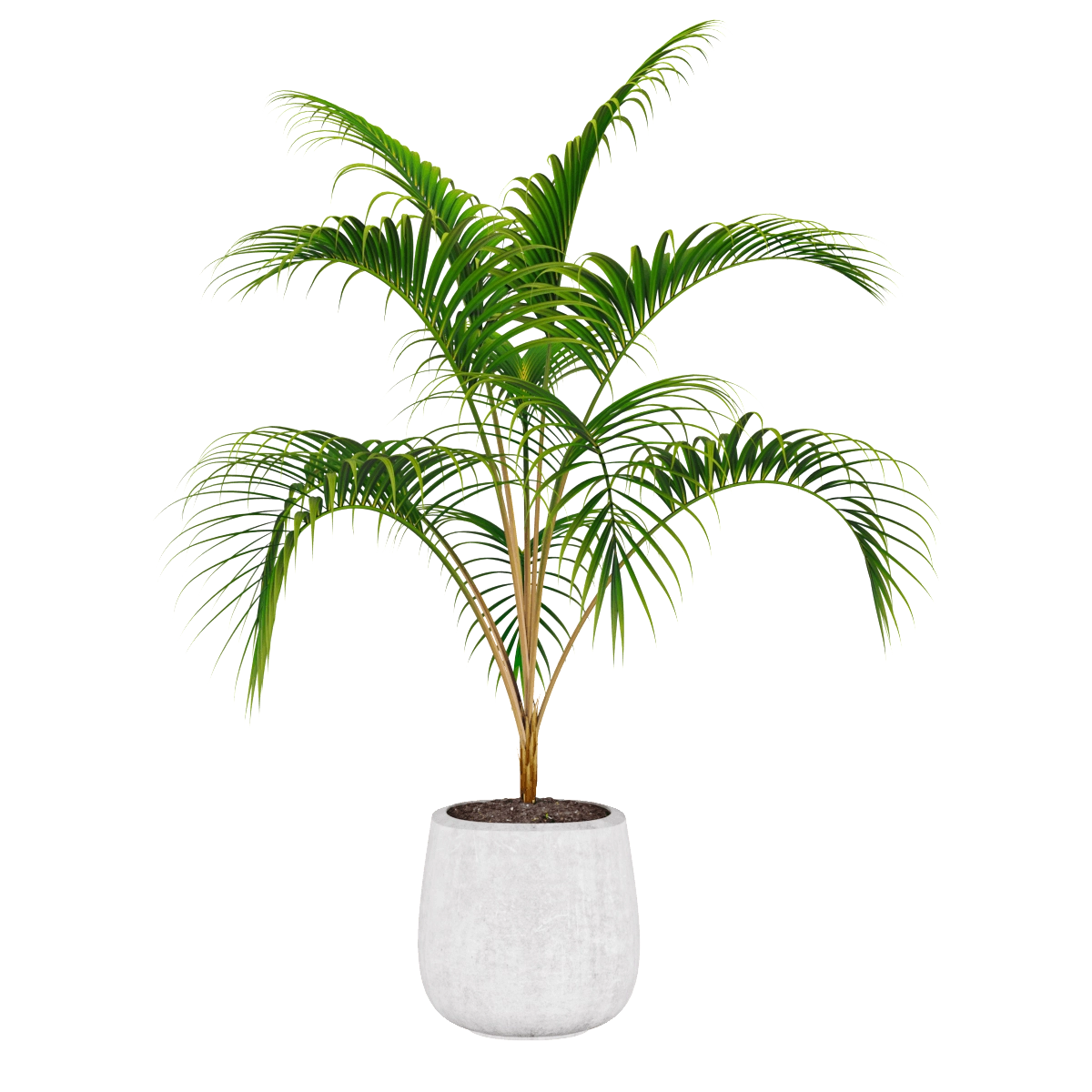 decoration - Palm plant 3D Model