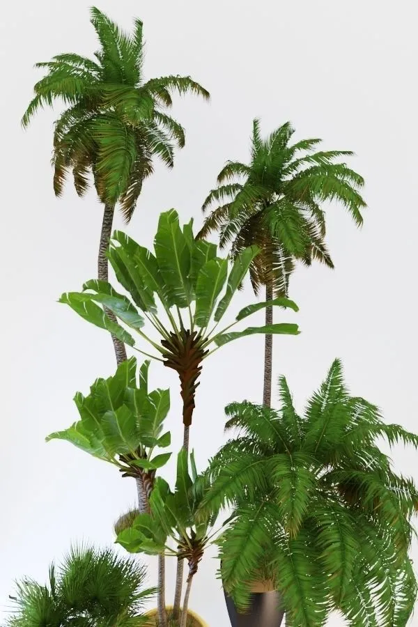 decoration - Palm tree set 1 3D Model