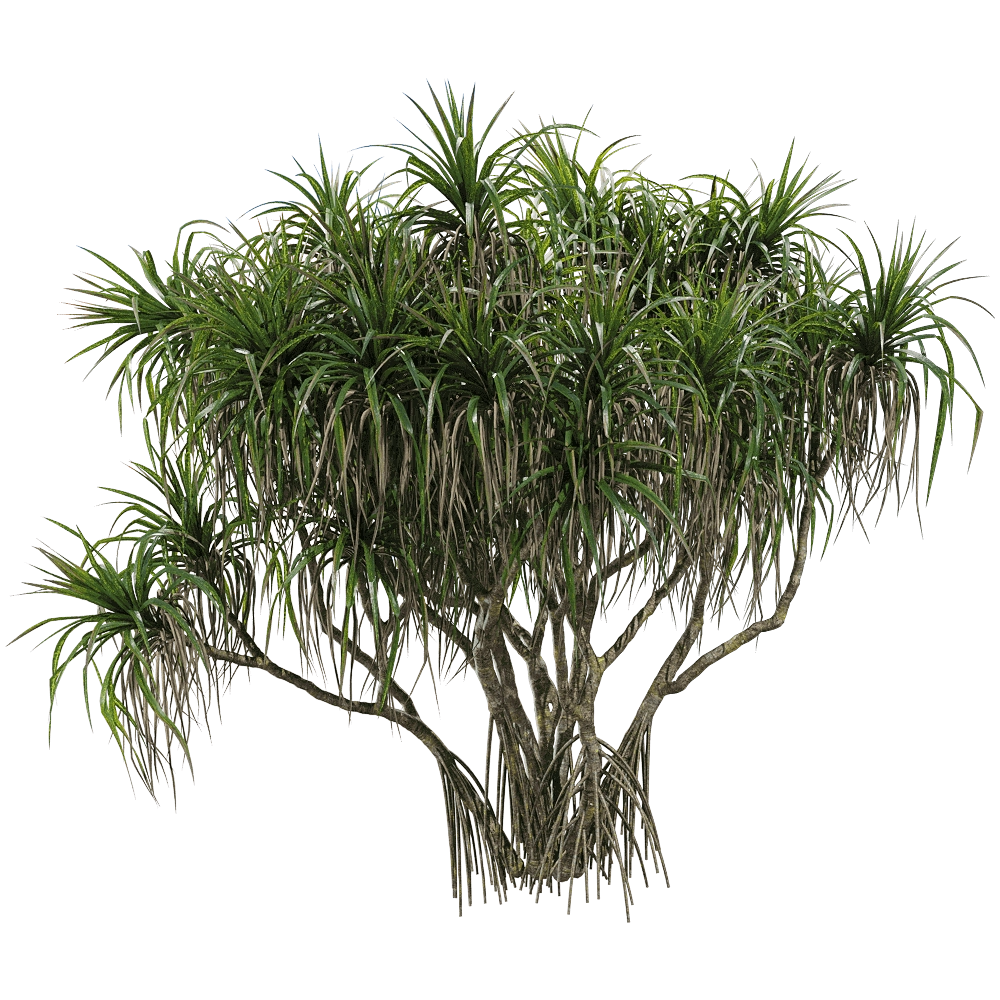 decoration - Pandanus tectorius 1 3D Model