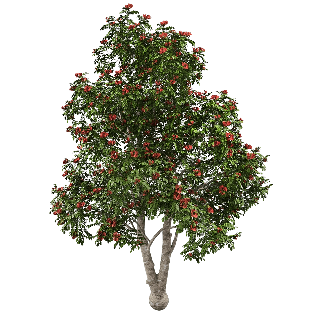decoration - Pathodea Campanulata 01 01 3D Model
