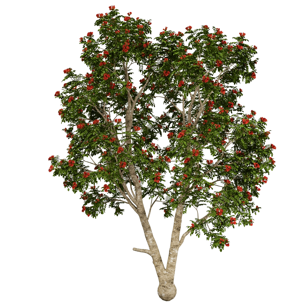 decoration - Pathodea Campanulata 01 02 3D Model