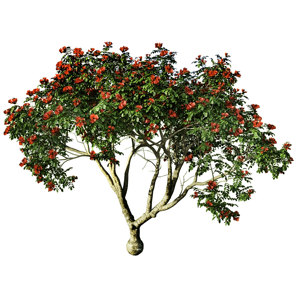decoration - Pathodea Campanulata 01 03 3D Model