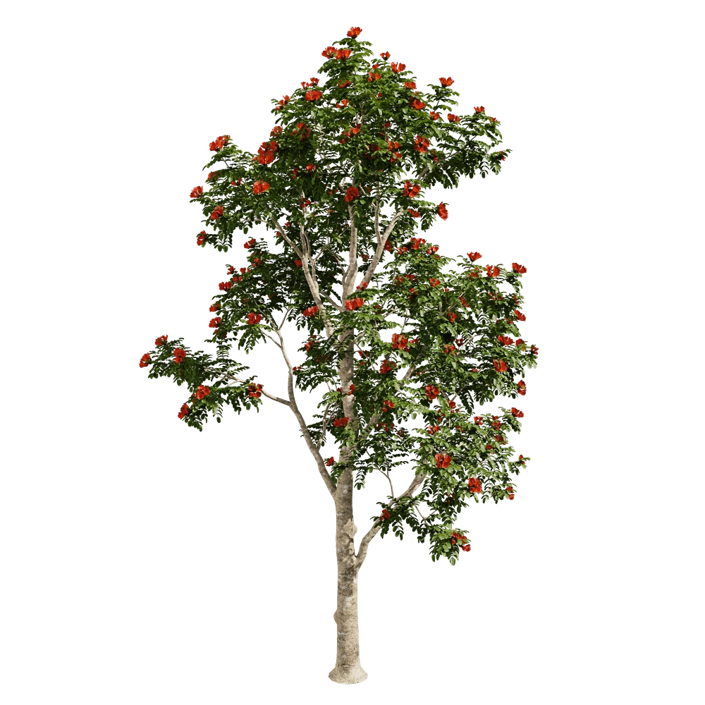 decoration - Pathodea Campanulata 01 05 3D Model