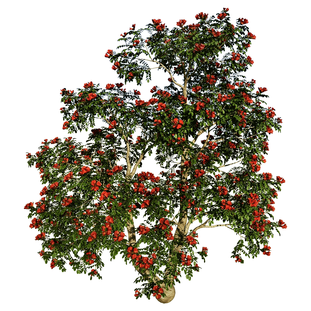 decoration - Pathodea Campanulata 01 06 3D Model