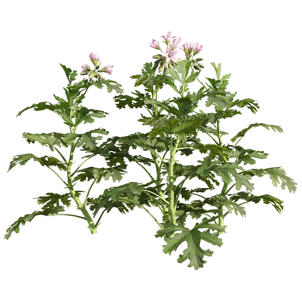 decoration - Pelargonium graveolens 1 3D Model