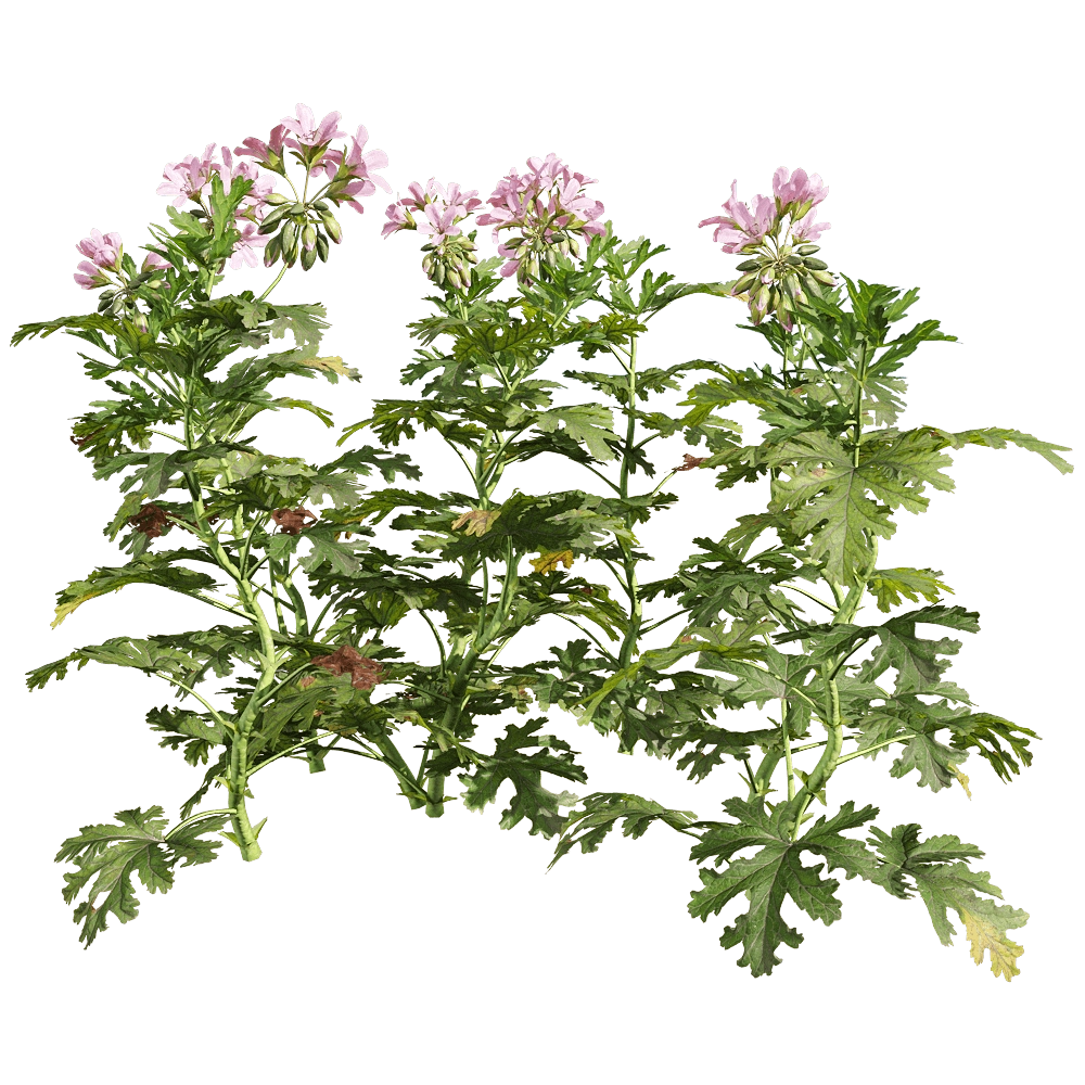 decoration - Pelargonium graveolens 2 3D Model