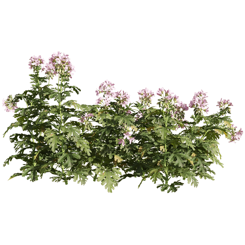 decoration - Pelargonium graveolens 3 3D Model