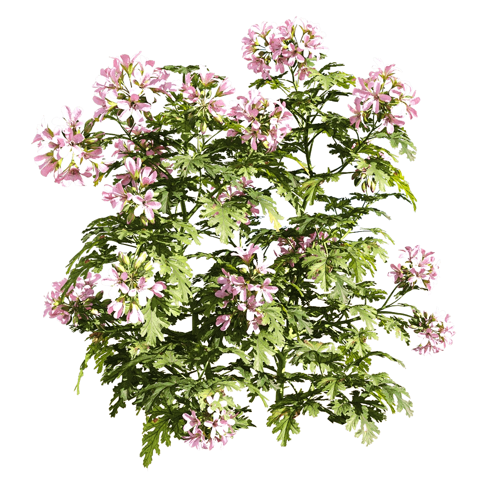 decoration - Pelargonium graveolens 4 3D Model