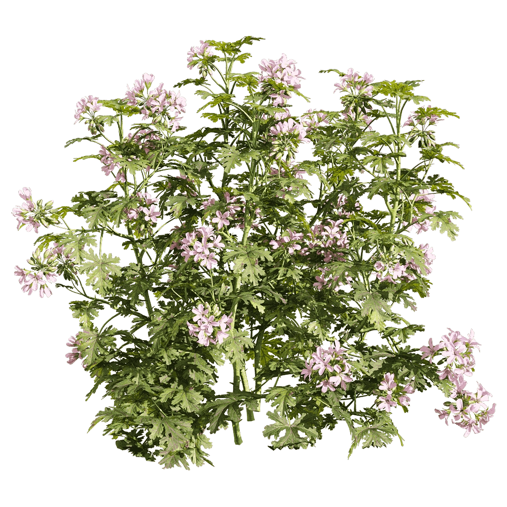 decoration - Pelargonium graveolens 5 3D Model