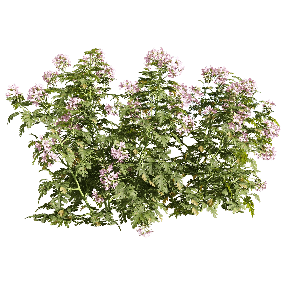 decoration - Pelargonium graveolens 6 3D Model