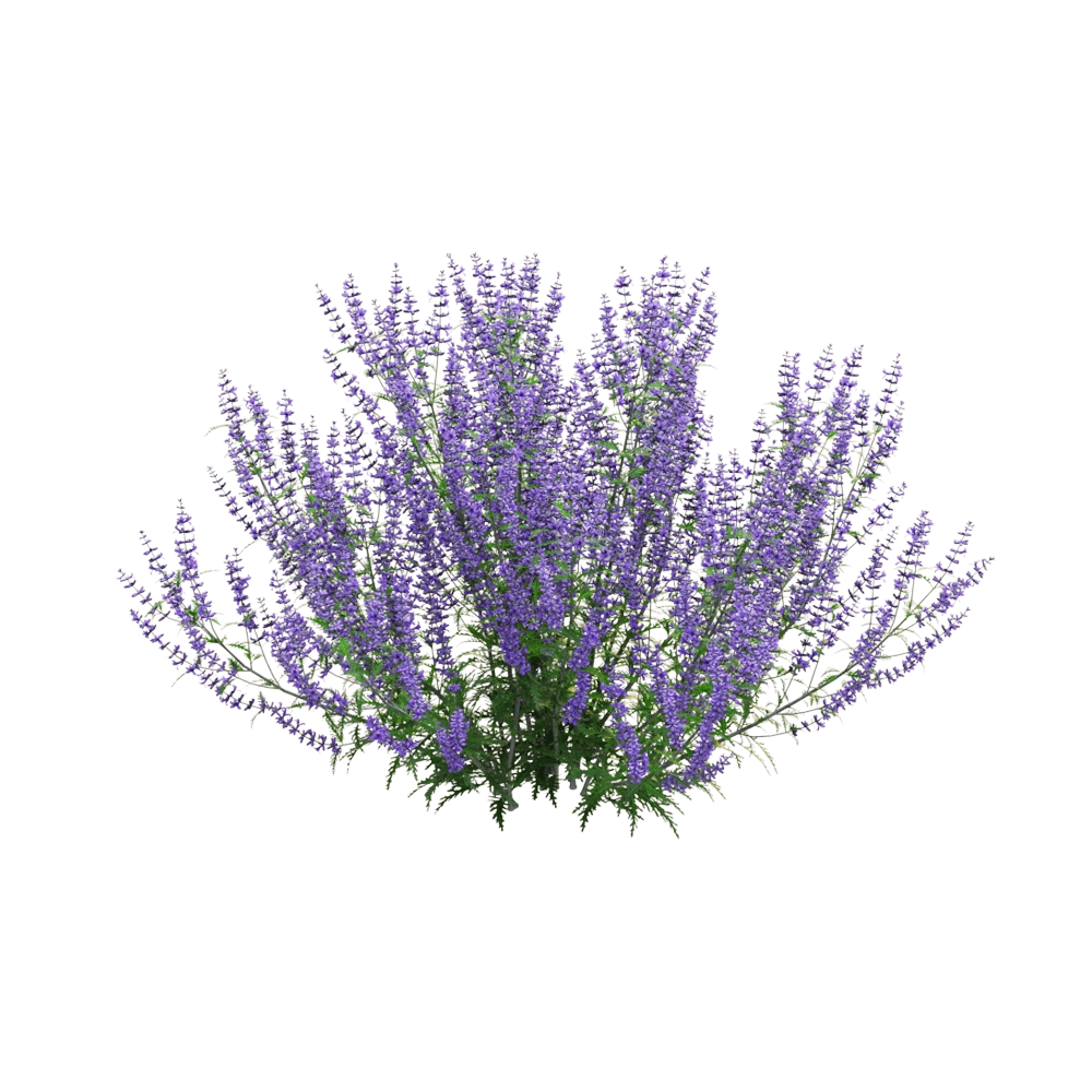 decoration - Perovskia atriplicifolia 02 3D Model