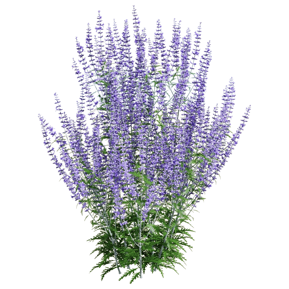 decoration - Perovskia atriplicifolia 3 3D Model