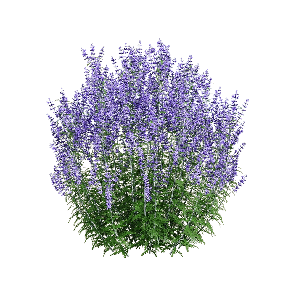 decoration - Perovskia atriplicifolia 4 3D Model