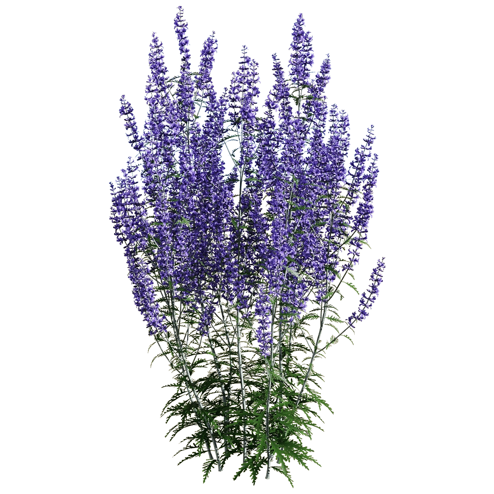 decoration - Perovskia atriplicifolia 5 3D Model