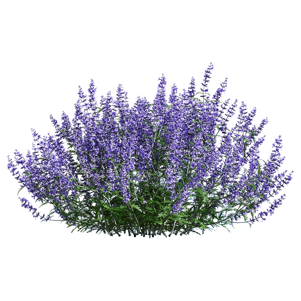 decoration - Perovskia atriplicifolia 6 3D Model