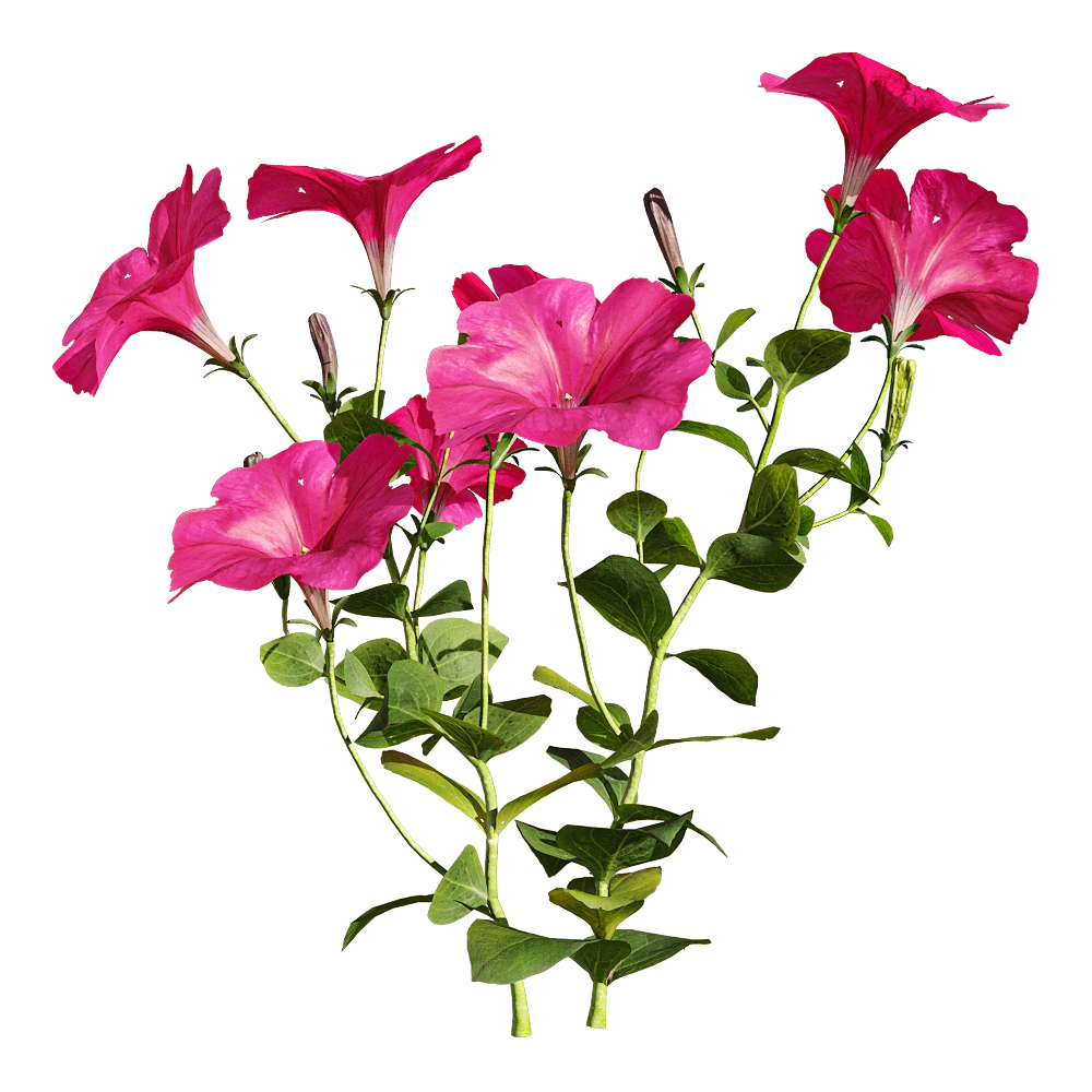 decoration - Petunia hybrida Vilm 1 3D Model