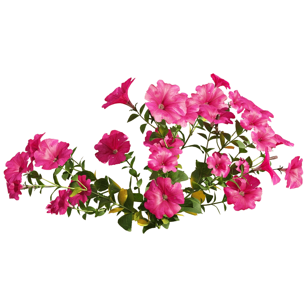 decoration - Petunia hybrida Vilm 2 3D Model