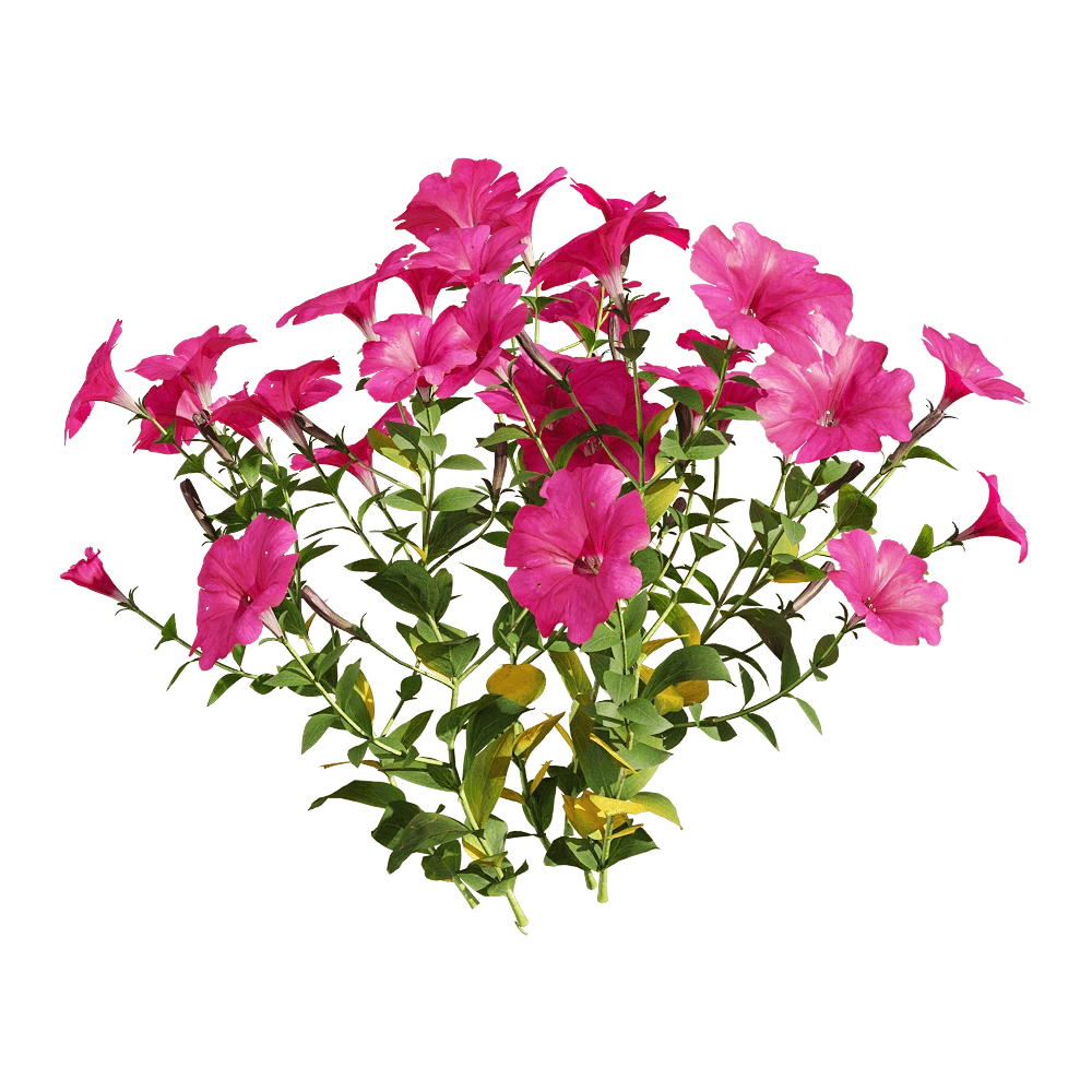 decoration - Petunia hybrida Vilm 3 3D Model
