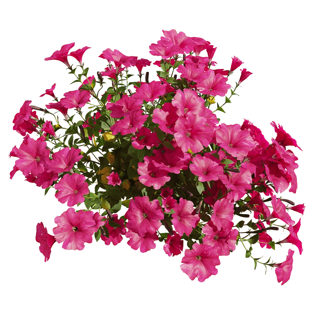 decoration - Petunia hybrida Vilm 4 3D Model