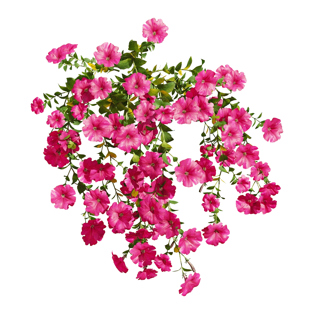 decoration - Petunia hybrida Vilm 5 3D Model