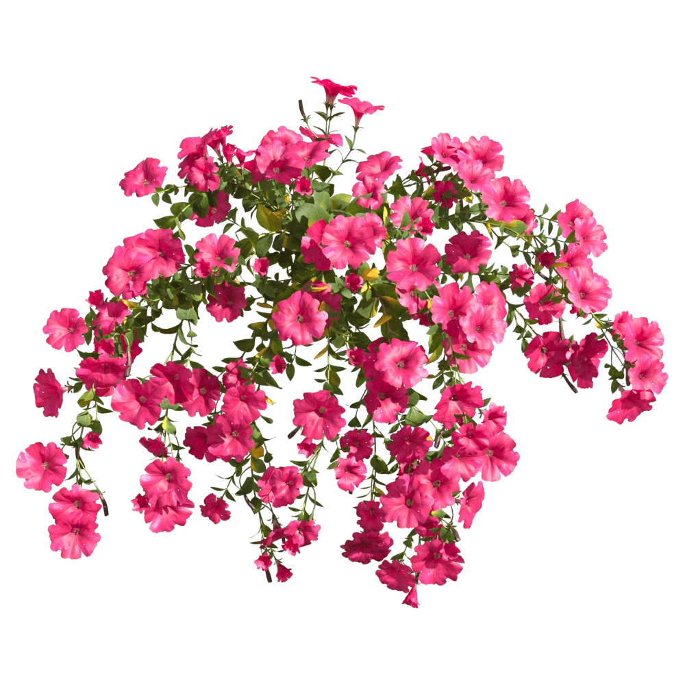 decoration - Petunia hybrida Vilm 6 3D Model