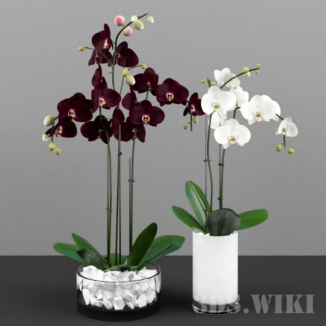 decoration - Phalaenopsis orchid set 3D Model