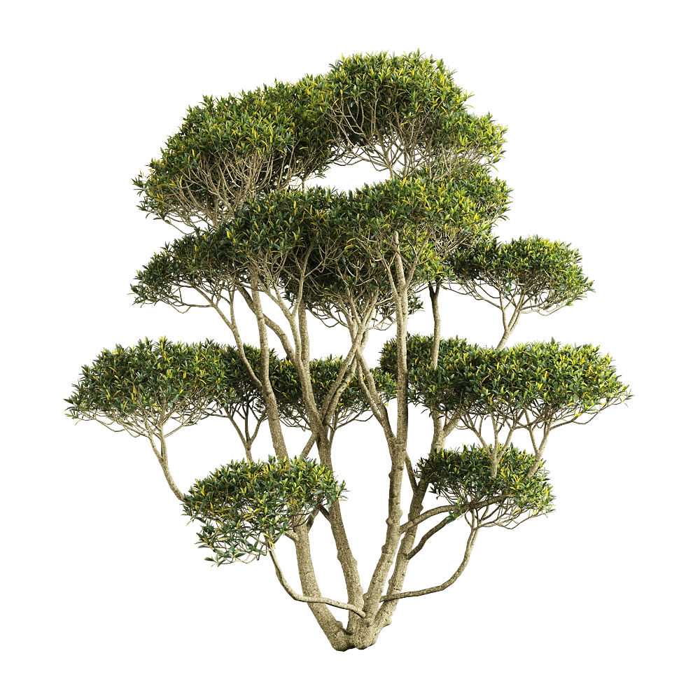 decoration - Phillyrea angustifolia 1 3D Model