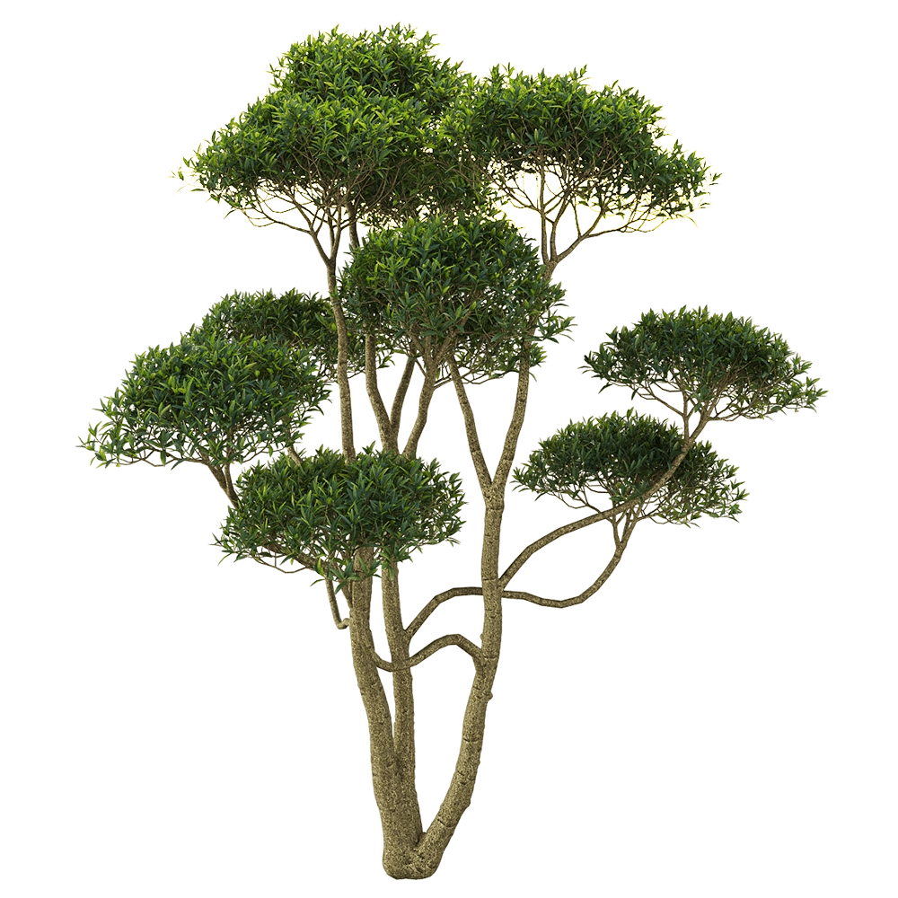 decoration - Phillyrea angustifolia 2 3D Model