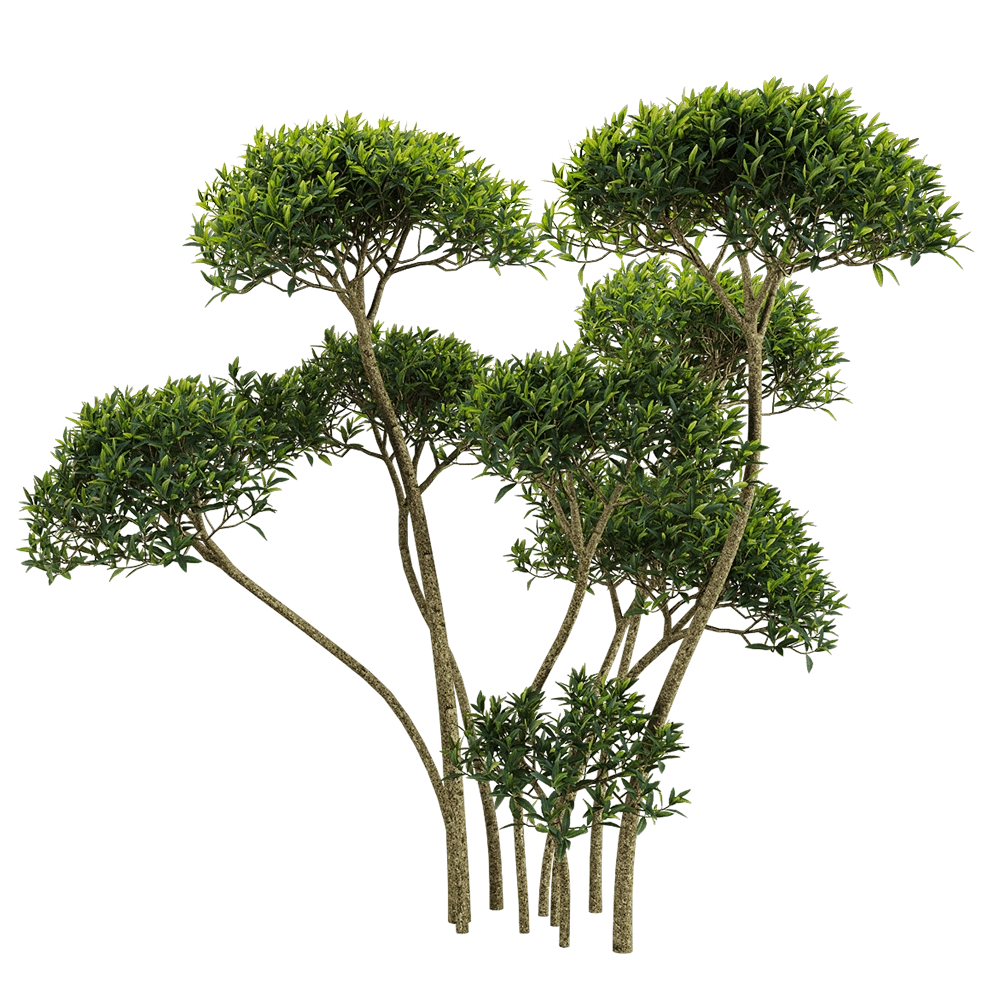 decoration - Phillyrea angustifolia 3 3D Model