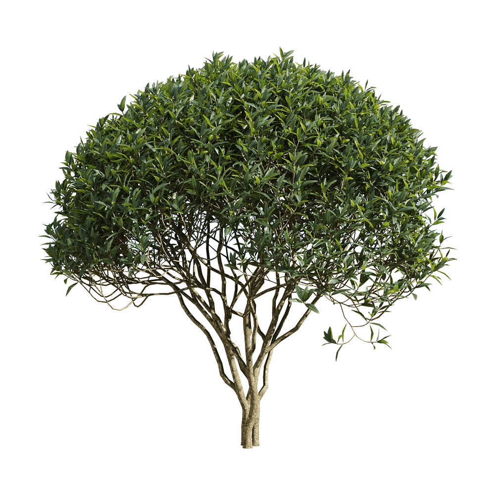 decoration - Phillyrea angustifolia 4 3D Model