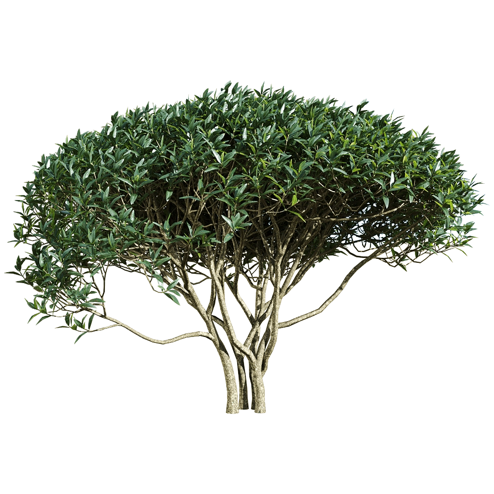 decoration - Phillyrea angustifolia 5 3D Model