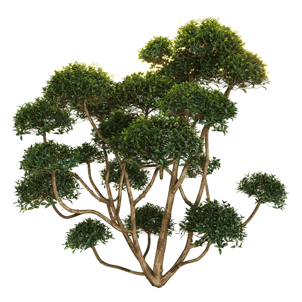 decoration - Phillyrea latifolia 2 3D Model