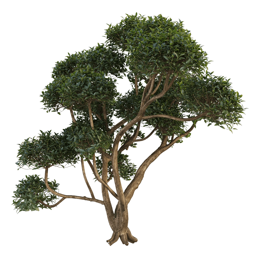 decoration - Phillyrea latifolia 3 3D Model