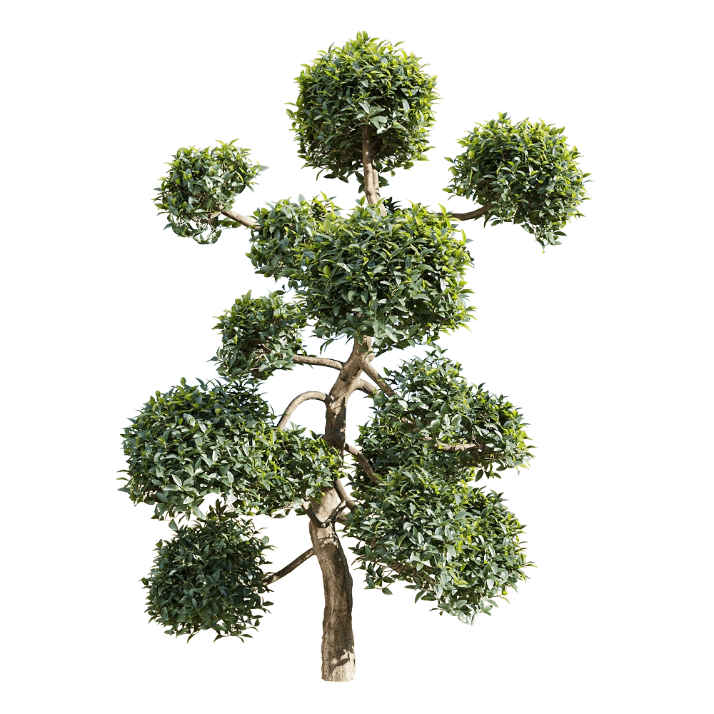 decoration - Phillyrea latifolia 4 3D Model