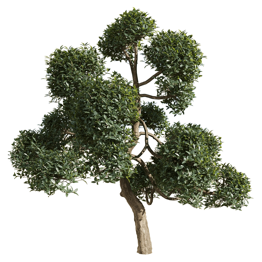 decoration - Phillyrea latifolia 5 3D Model